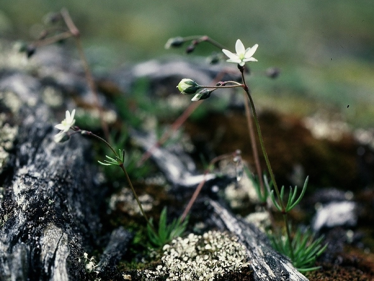 Spergula pentandra (Caryophyllaceae)